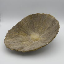 Vanadium Limpet by Aileen Vantomme at The Avenue Gallery, a contemporary fine art gallery in Victoria, BC, Canada.