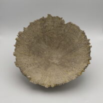 Vanadium Limpet by Aileen Vantomme at The Avenue Gallery, a contemporary fine art gallery in Victoria, BC, Canada.