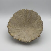 Vanadium Limpet by Aileen Vantomme at The Avenue Gallery, a contemporary fine art gallery in Victoria, BC, Canada.